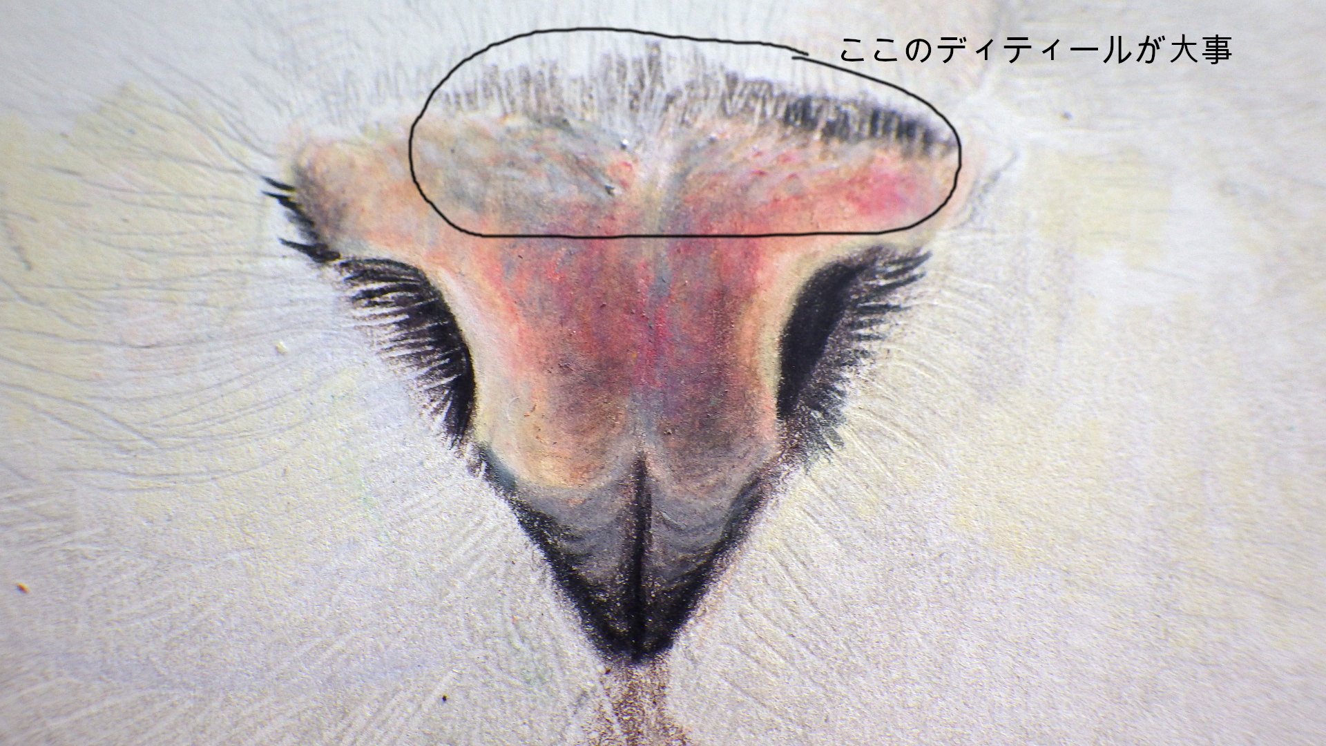 色鉛筆でリアルな猫を描く 画材マニアのアート ラボ